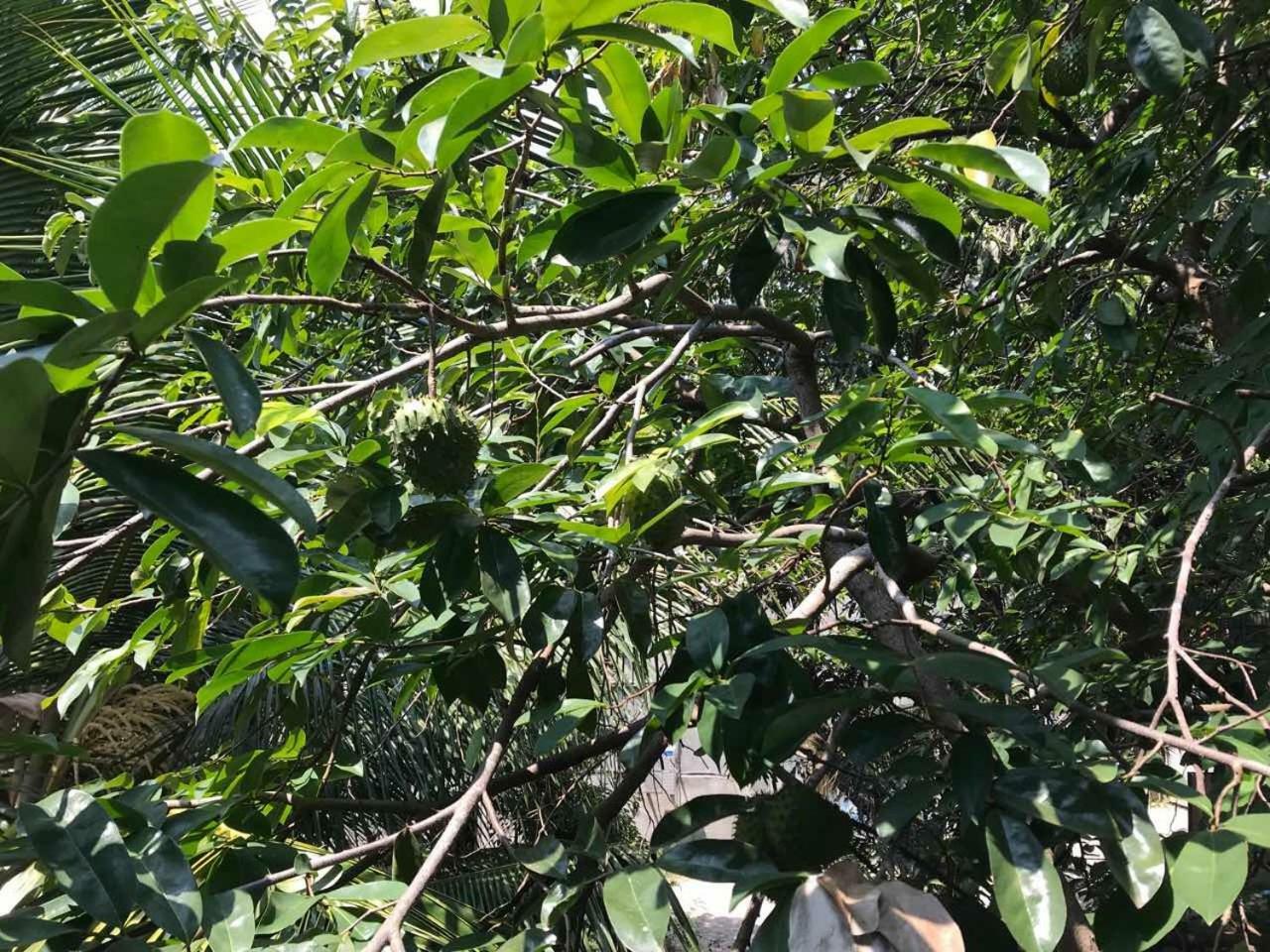 Suwani Pinnawala Homestay Esterno foto